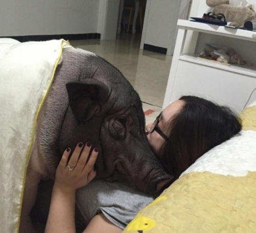 和170斤宠物猪 同吃同一被窝睡觉 是不是很奇怪 北京就有这么一位女孩
